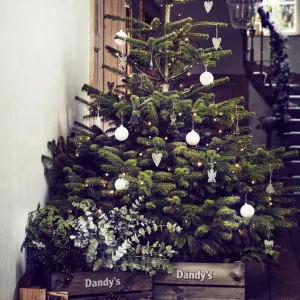 Real Christmas Tree