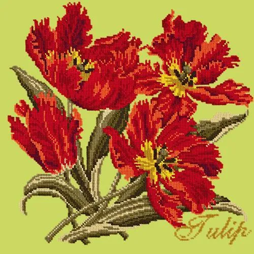 Tulip