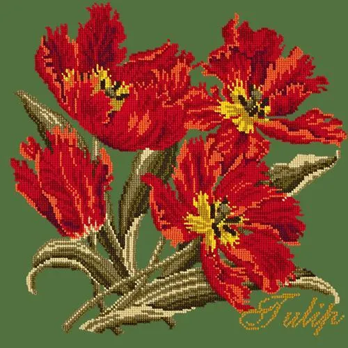 Tulip