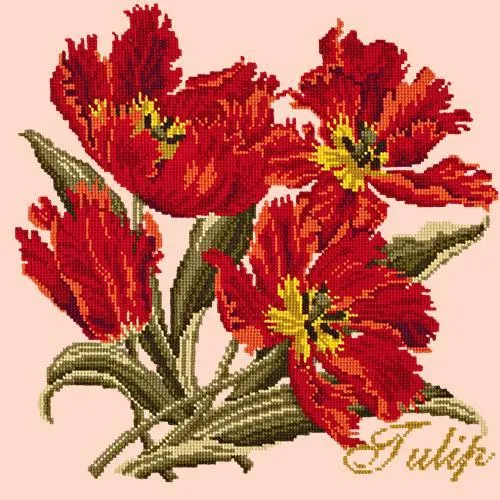 Tulip