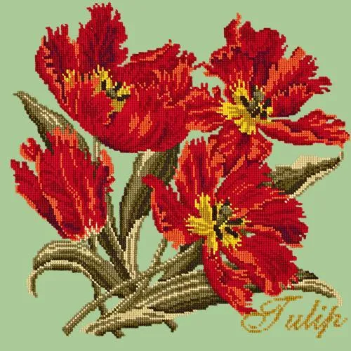 Tulip